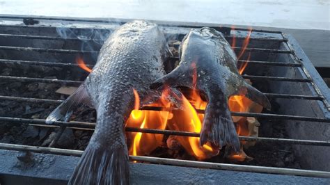 HOW TO COOK GRILLED TRIGGER FISH .
